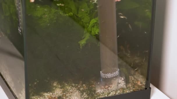 魚のタンク内の基材をきれいにするために水を汲み上げる手の閉じる 水族館整備 — ストック動画