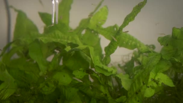 Sluiten Van Schaar Pincet Snoeien Van Waterplanten Een Aquarium Aquariumonderhoud — Stockvideo