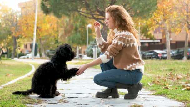 若いですCaucasian女性トレーニング彼女の黒子犬プール犬へ与えますA足で公園 — ストック動画
