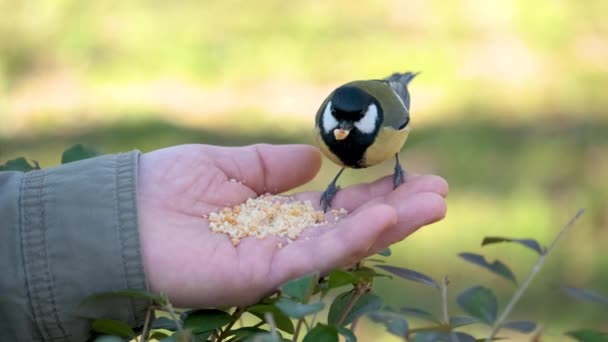 Two Great Tit Parus Major Eating Peanuts Person Hand Park — Wideo stockowe