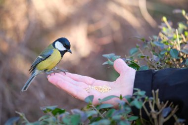 A Great tit, Parus major, sitting on a person hand in a park in Madrid, Spain.