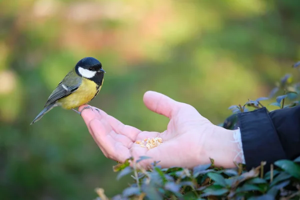 Great Tit Parus Major Eating Peanuts Person Hand Park Madrid — Foto Stock