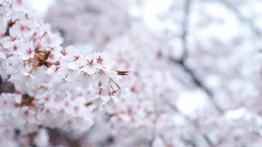 Japonya 'da rüzgarlı bir günde baharda sakura çiçeklerinin yakın görüntüsü. Kiraz Çiçeği.