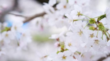 Son sakura çiçeklerini yakından görüyor ve ilkbaharda Japonya 'da rüzgarlı bir günde kiraz ağacında yapraklar bırakıyor..