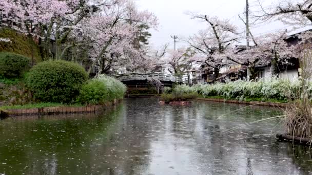 岐阜県飛騨市高山の桜の間の4月の飛騨五国神社の入り口の湖で雨の日 2023年4月 — ストック動画