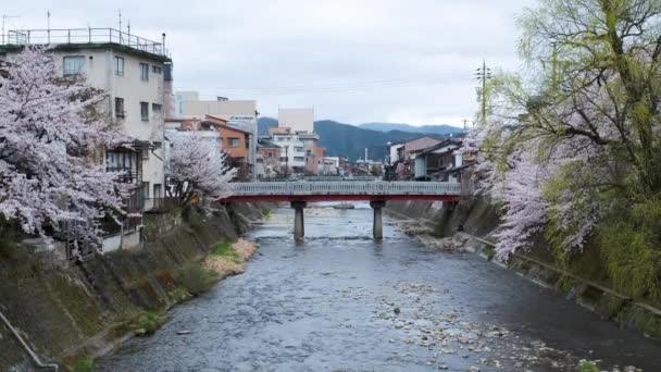 Ponte Ikada Que Atravessa Rio Miyagawa Abril Durante Floração Sakura — Vídeo de Stock