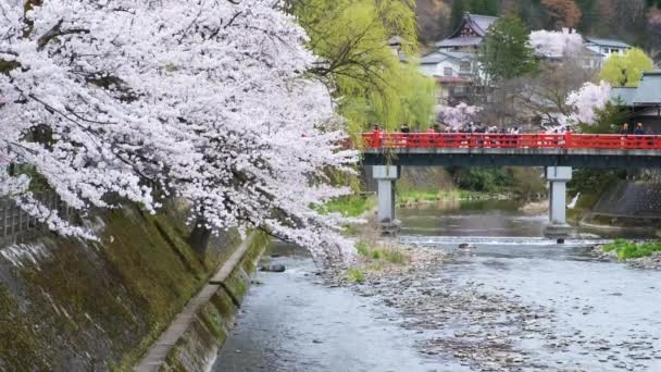 Sakura Floresce Ponte Nakabashi Que Atravessa Rio Miyagawa Abril Takayama — Vídeo de Stock