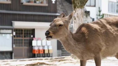 Japon geyiği ya da Nihonjika Miyajima, Hiroşima, Japonya 'da bir sokakta düşünüyorlardı..
