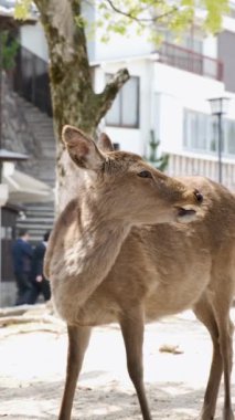 Japon geyiği ya da Nihonjika Miyajima, Hiroşima, Japonya 'da bir sokakta düşünüyorlardı..