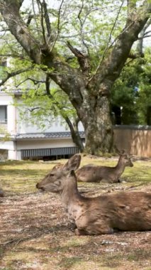 Japon geyiği ya da Nihonjika Miyajima, Hiroşima, Japonya 'da bir parkta gölgede yatıyor..
