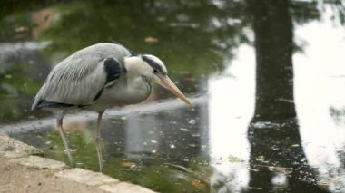 Grey Heron, Ardea Cinerea, Japonya 'nın Kyoto kentindeki Umekoji parkında içme suyu..