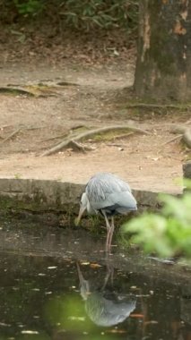 Grey Heron, Ardea Cinerea, Japonya 'nın Kyoto kentindeki Umekoji parkında bir gölette bir şey yakalamaya çalışıyor..