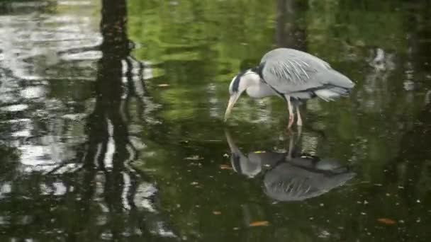 Grey Heron Ardea Cinerea Água Potável Uma Lagoa Parque Umekoji — Vídeo de Stock