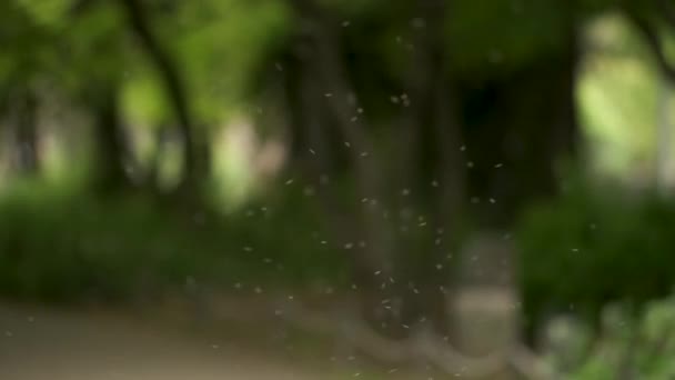 Enjambre Mosquitos Voladores Parque Umekoji Kyoto Japón — Vídeo de stock