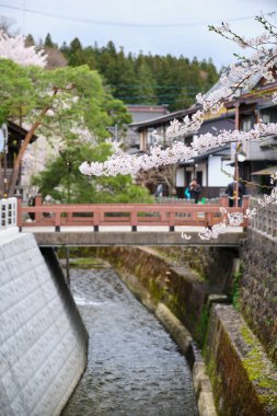 Sakura, Japonya 'nın Takayama, Hida, Gifu kentindeki Enako Nehri' ndeki bir köprüde çiçek açtı. Nisan 2023.