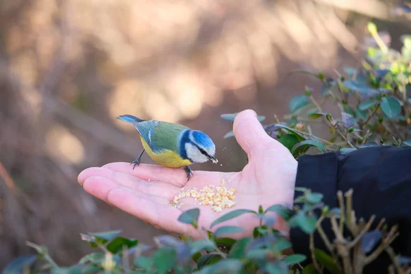Eurasian Blue Tit Cyanistes Caeruleus Eating Peanuts Person Hand Park — ストック写真