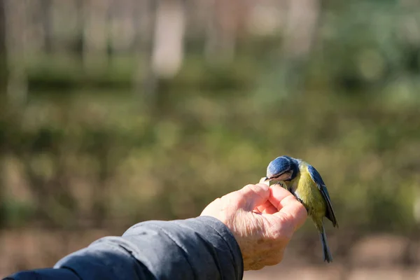 Eurasian Blue Tit Cyanistes Caeruleus Eating Almond Person Hand Park — ストック写真