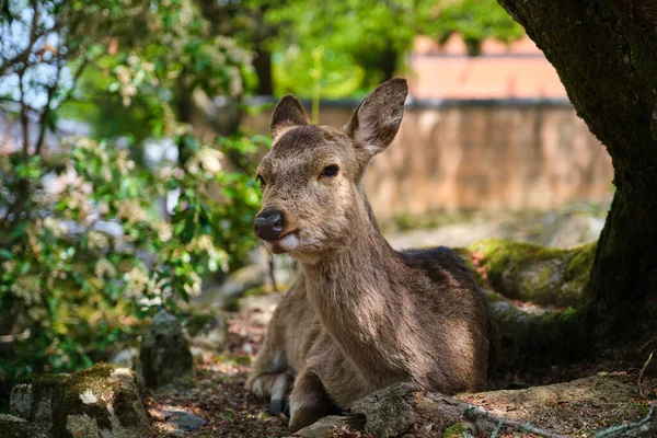 日本广岛宫岛市一个公园的树阴下躺着一只日本鹿或牛 — 图库照片