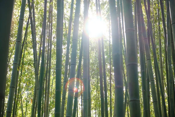 Arashiyamský Bambusový Les Sluneční Paprsky Japonském Kjótu Zelené Bambusové Háje — Stock fotografie