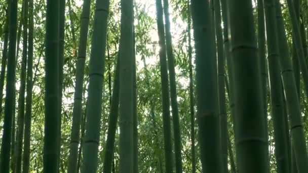 Arashiyama Floresta Bambu Raio Sol Kyoto Japão Verde Bambu Arvoredo — Vídeo de Stock