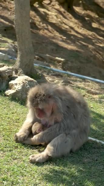 Japanska Macaque Mor Äter Och Matar Sitt Barn Arashiyama Monkey — Stockvideo