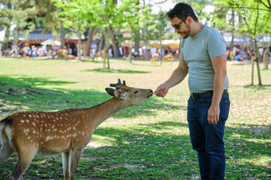 Latin turist Japonya 'daki Nara Parkı' nda geyik besliyor..