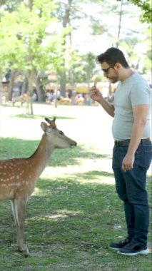 Latin turist, Japonya 'daki Nara Parkı' nda Nara geyiğini selamlıyor ve besliyor..