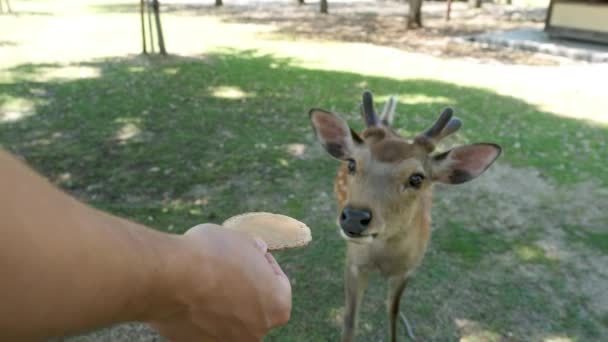 Nahaufnahme Eines Von Hand Gefütterten Nara Hirsches Nara Park Japan — Stockvideo