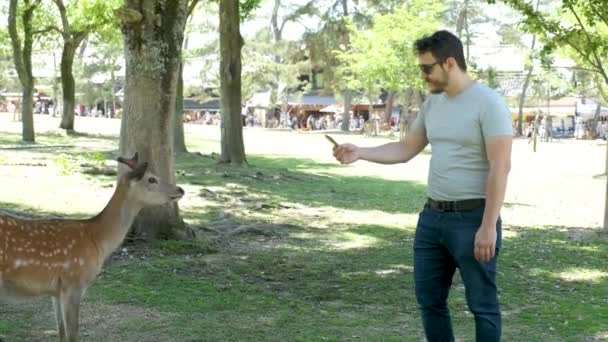 Hombre Turismo Latino Saludando Con Arco Alimentando Los Ciervos Nara — Vídeos de Stock