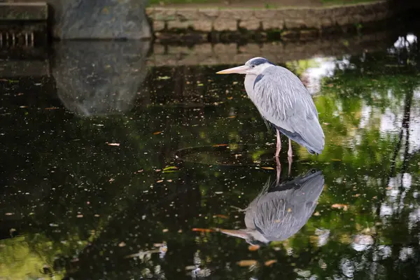 Grey Heron Ardea Cinerea Uma Lagoa Parque Umekoji Kyoto Japão — Fotografia de Stock