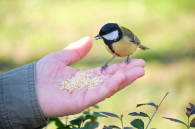 A Great tit, Parus major, eating peanuts from a person hand in a park in Madrid, Spain.