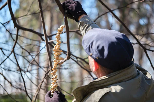 Voluntário Homem Maduro Pendurado Amendoins Uma Árvore Para Alimentar Aves — Fotografia de Stock