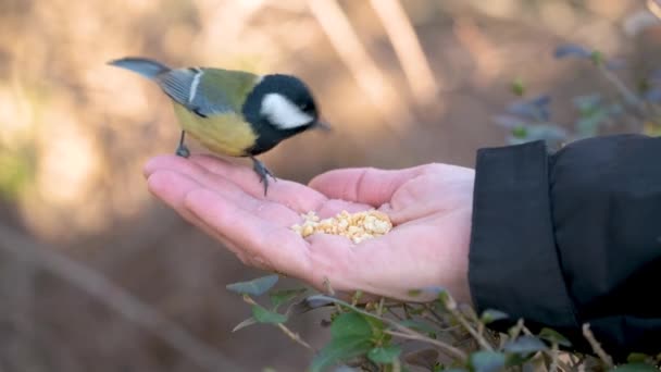 Great Tit Parus Major Eating Peanuts Person Hand Park Madrid — Video Stock