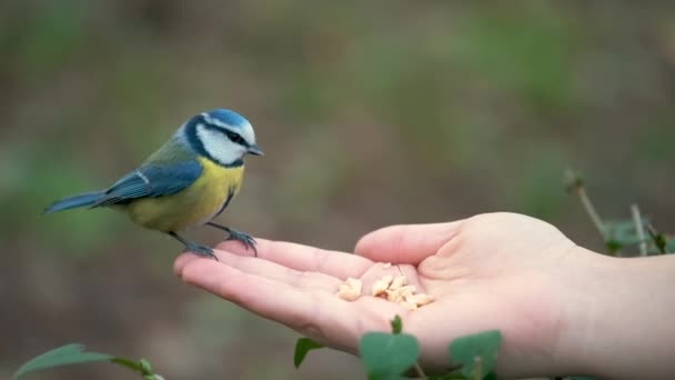 Eurasian Blue Tit Cyanistes Caeruleus Eating Peanuts Person Hand Park — Video