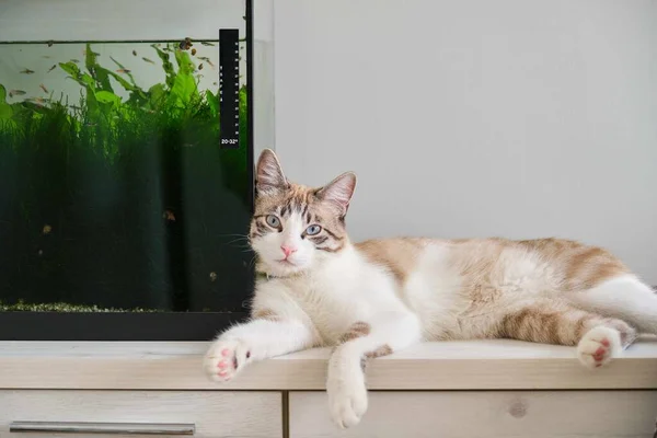 고양이는 집에서 물고기 탱크에 누워있는 카메라를보고 호환성 — 스톡 사진