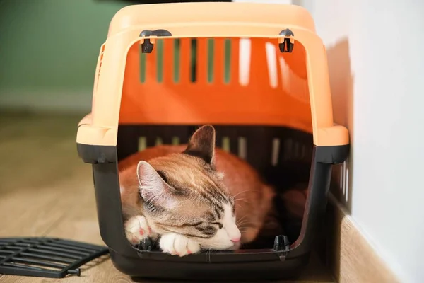 Gato Dormindo Porta Gatos Laranja Casa — Fotografia de Stock