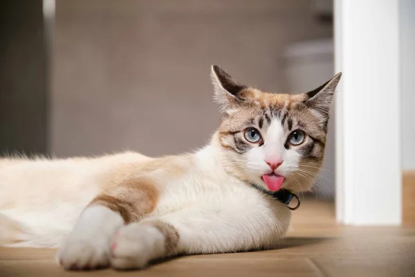 Engraçado Gato Tabby Saindo Sua Língua Deitado Casa — Fotografia de Stock