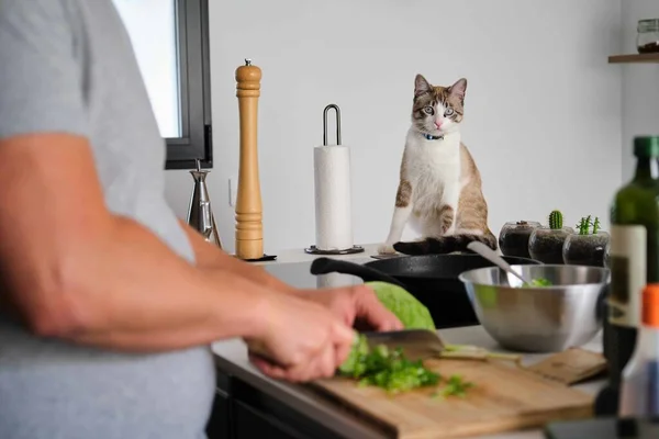 Tabby Gato Mirando Dueño Cocinar Col Cocina Gato Vegano —  Fotos de Stock