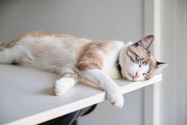 Pisica Tabby Dormind Tejghea Bucătărie — Fotografie, imagine de stoc