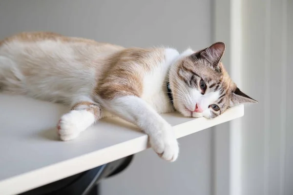Tabby Katze Überdenkt Sein Leben Auf Der Küchentheke — Stockfoto