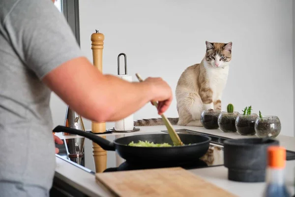 Tabby Gato Mirando Dueño Cocinar Col Cocina Gato Vegano —  Fotos de Stock