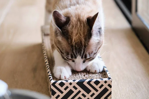 Gato Tabby Usando Rascador Casa —  Fotos de Stock