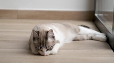 Tekir kedi evde lastik bantla oynuyor..