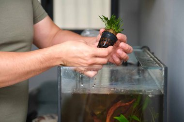 Man hands planting new water plant, Cryptocoryne Parva, in aquarium at home. clipart