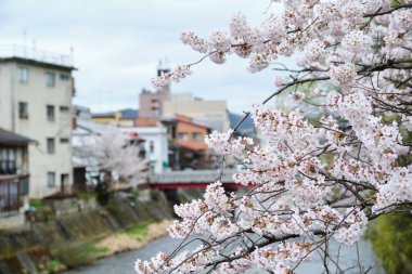 Japonya 'nın Takayama, Hida, Gifu kentindeki Miyagawa Nehri' ni geçen Ikada Köprüsü 'nde Sakura çiçeği. Nisan 2023.