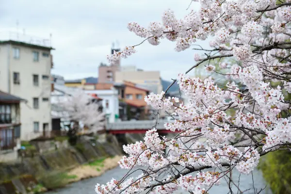 Japonya 'nın Takayama, Hida, Gifu kentindeki Miyagawa Nehri' ni geçen Ikada Köprüsü 'nde Sakura çiçeği. Nisan 2023.