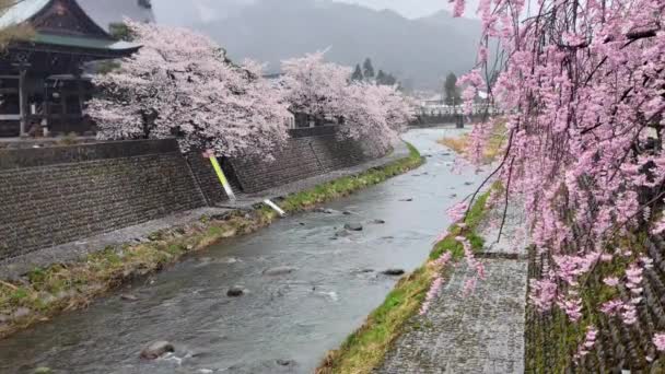 Araki Folyó Honkoji Templom Kilátás Kasumi Hídról Egy Esős Napon — Stock videók