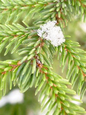 Bir kış parkında karla kaplı ladin dalına yakın çekim