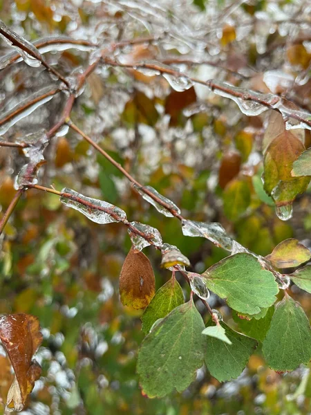 Icy tree branches after rain in cold weather.