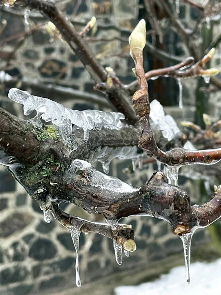 Icy tree branches after rain in cold weather.